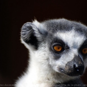 Photo de Lmurien - maki catta