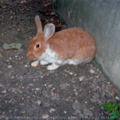 Photo de Lapin