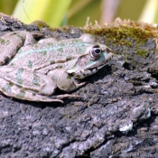 Photo de Grenouille