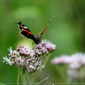 Photo de Papillon