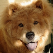 Photo de Chow chow