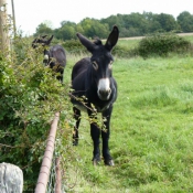 Photo d'Ane - grand noir du berry