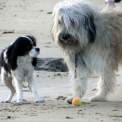 Photo de Races diffrentes