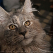 Photo de Maine coon