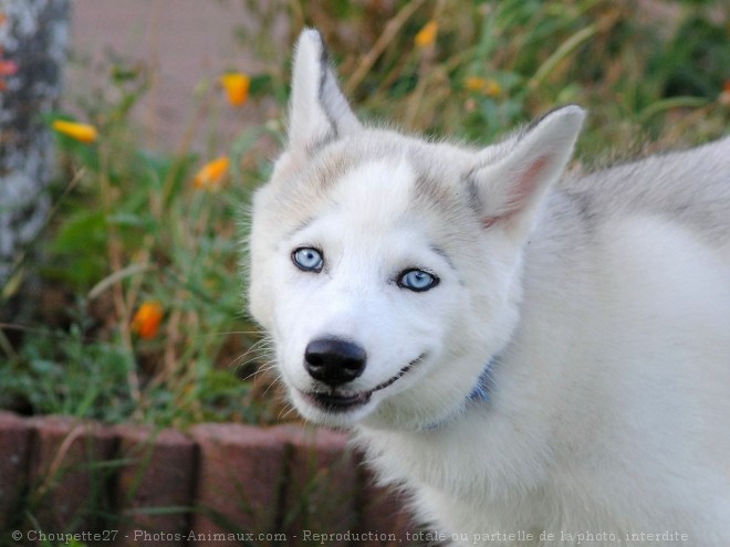 Photo de Husky siberien