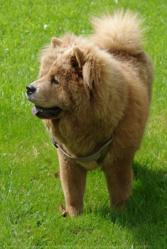 Photo de Chow chow