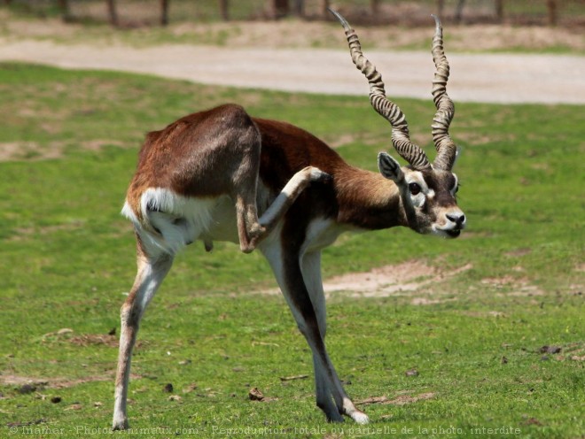 Photo d'Antilope