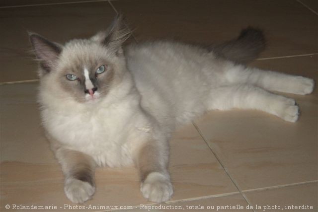 Photo de Ragdoll