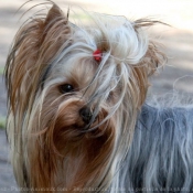 Photo de Yorkshire terrier