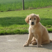 Photo de Golden retriever