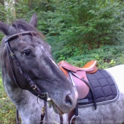 Photo d'Appaloosa