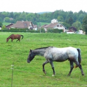 Photo d'Appaloosa