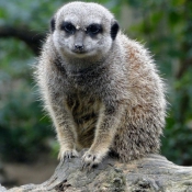 Photo de Suricate