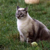 Photo de Chat domestique