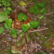 Photo de Grenouille des champs