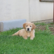 Photo de Golden retriever