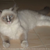 Photo de Ragdoll