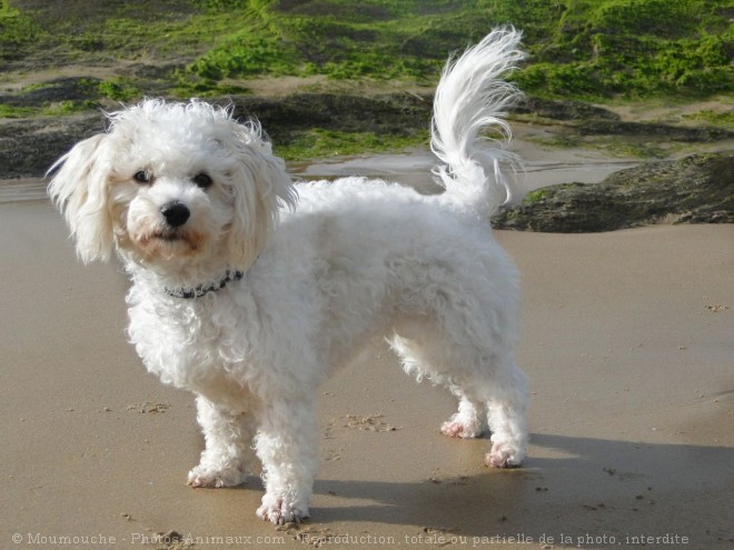 Photo de Coton de tulear