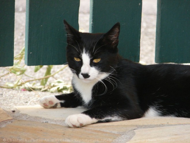 Photo de Chat domestique