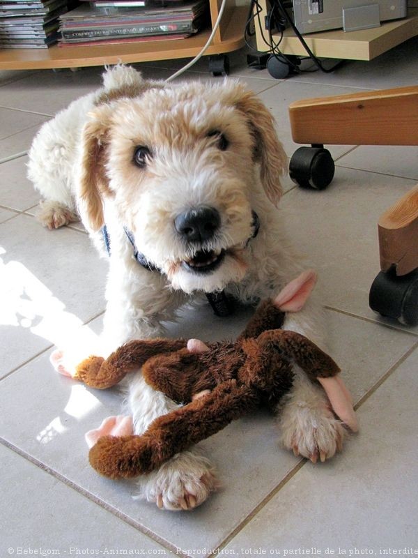 Photo de Fox terrier  poil dur