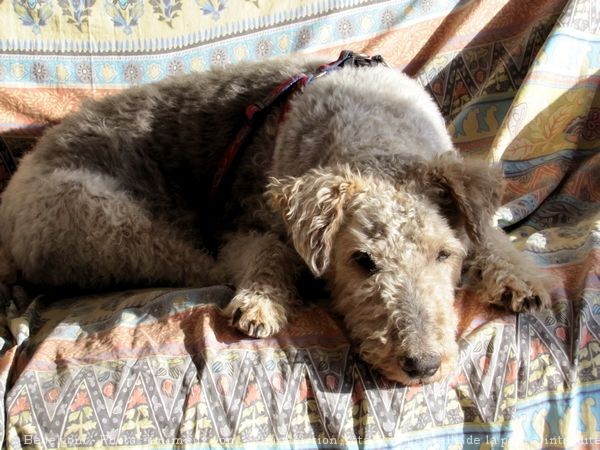 Photo de Fox terrier  poil dur