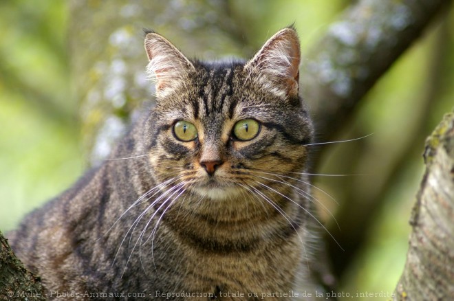 Photo de Chat domestique