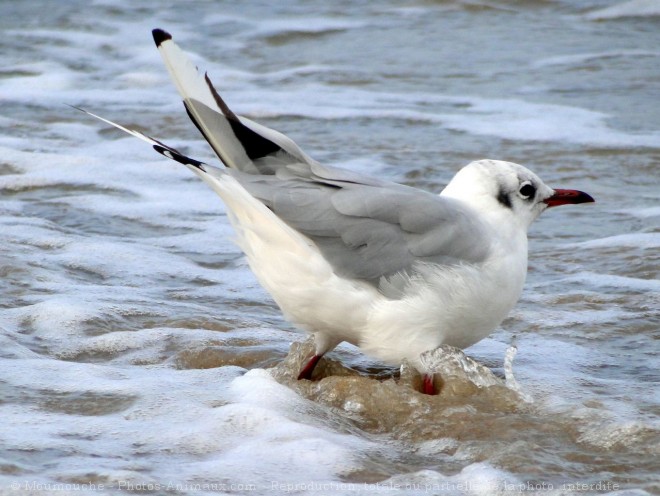 Photo de Mouette