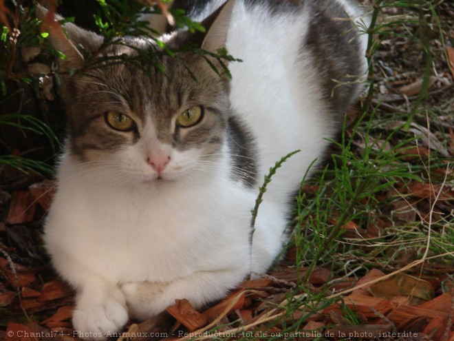 Photo de Chat domestique