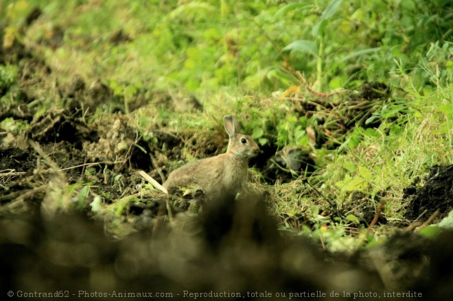 Photo de Lapin