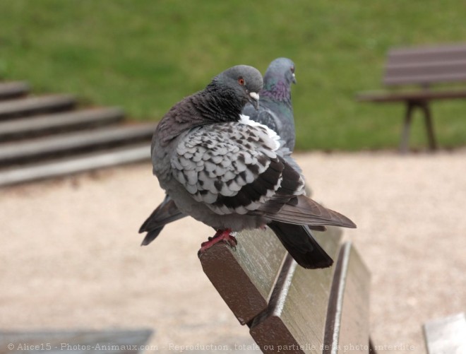 Photo de Pigeon