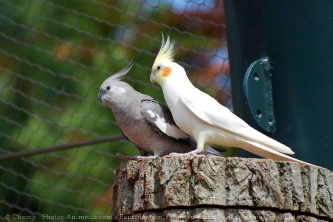 Photo de Perruche calopsitte