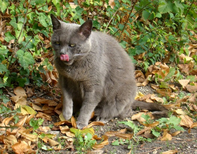 Photo de Chat domestique