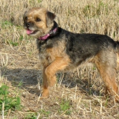 Photo de Border terrier