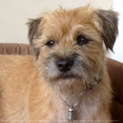 Photo de Border terrier