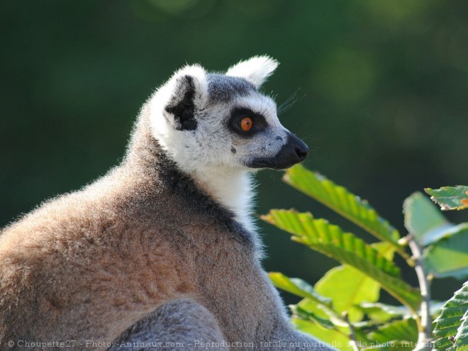 Photo de Lmurien - maki catta