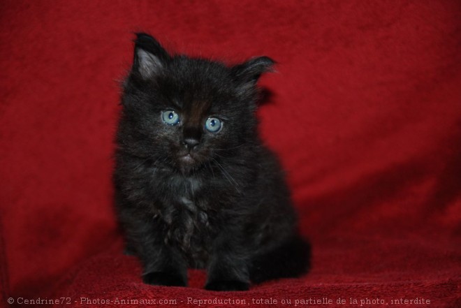 Photo de Maine coon