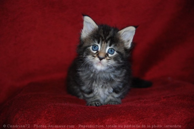 Photo de Maine coon