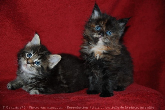 Photo de Maine coon