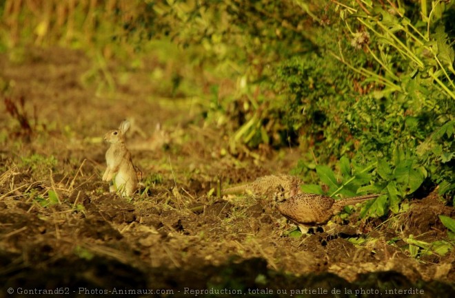 Photo de Lapin