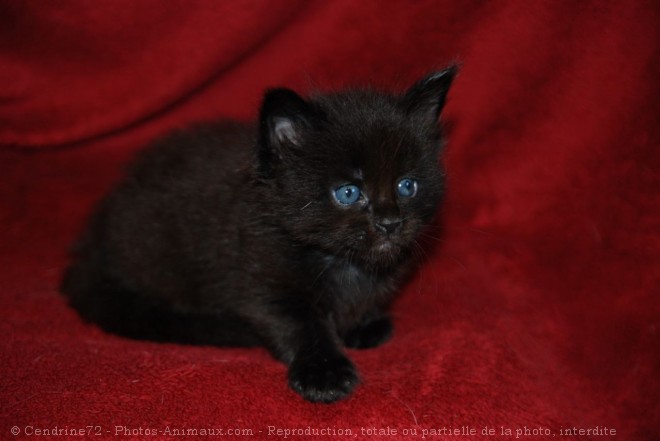 Photo de Maine coon