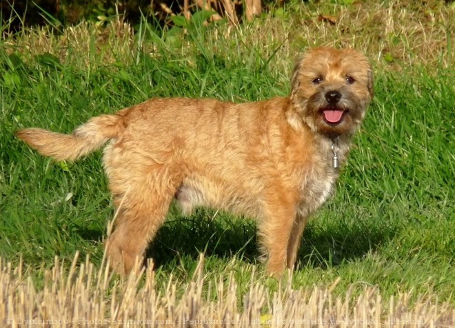 Photo de Border terrier