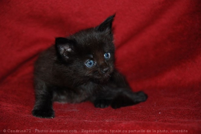 Photo de Maine coon