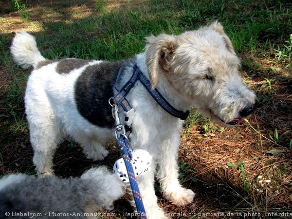 Photo de Fox terrier  poil dur