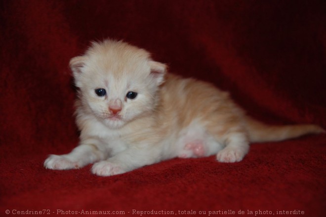 Photo de Maine coon