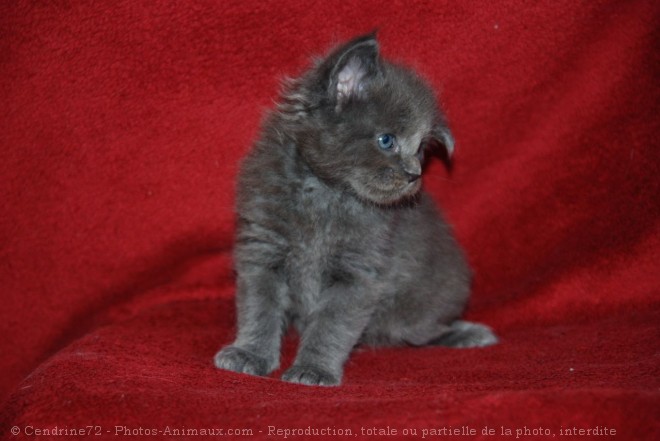 Photo de Maine coon