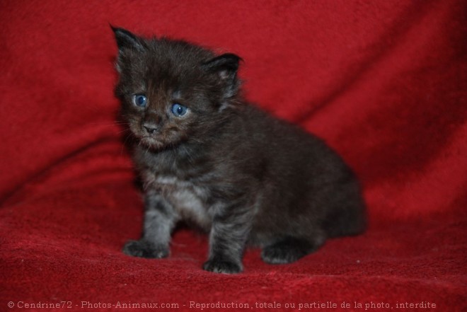 Photo de Maine coon