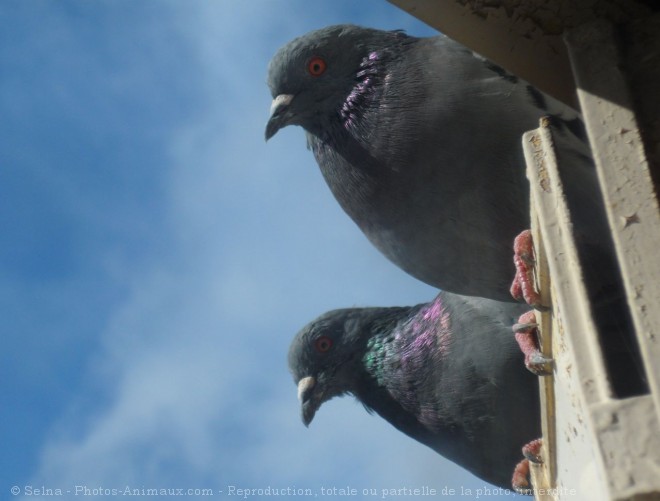 Photo de Pigeon