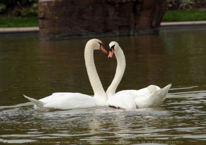 Photo de Cygne