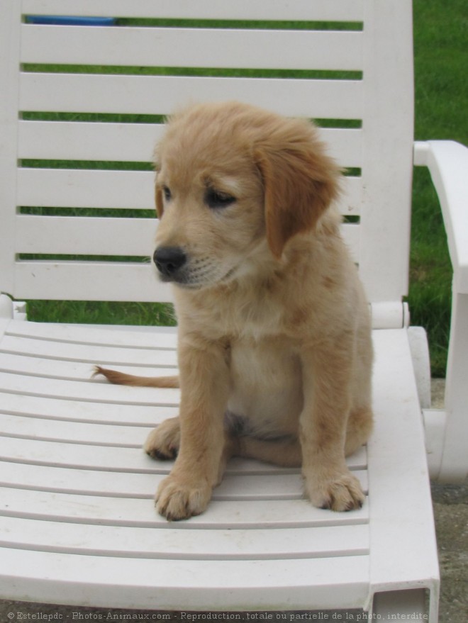 Photo de Golden retriever