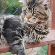 Photo de Maine coon